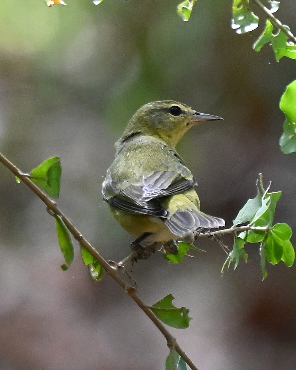 Brauenwaldsänger - ML642835210