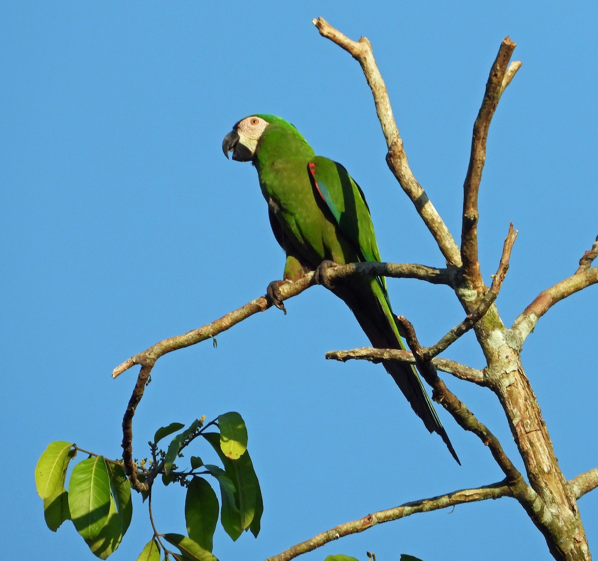 Chestnut-fronted Macaw - ML642835213