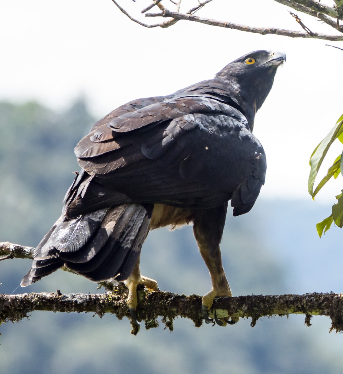 Black-and-chestnut Eagle - ML642835215