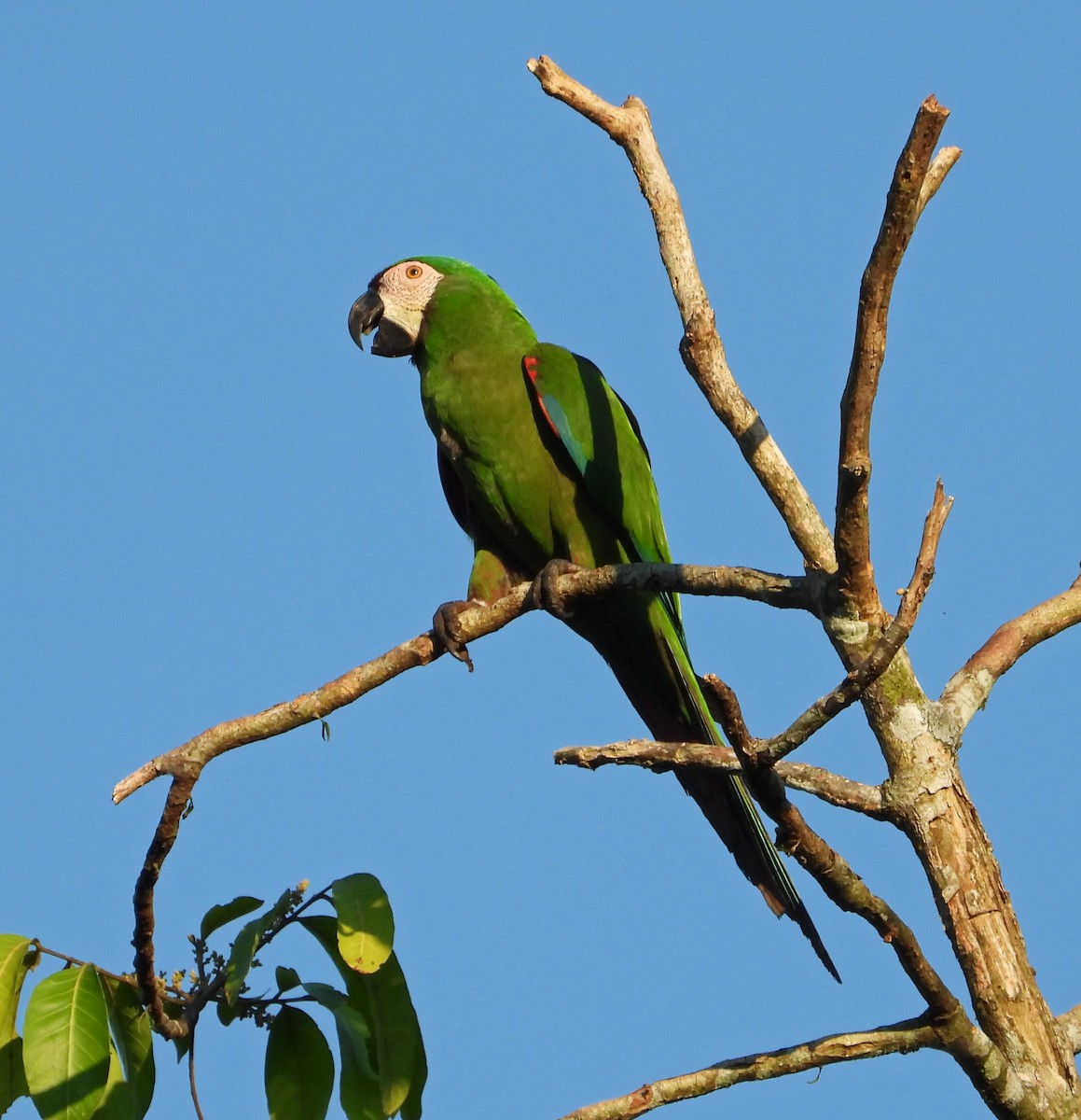 Chestnut-fronted Macaw - ML642835218