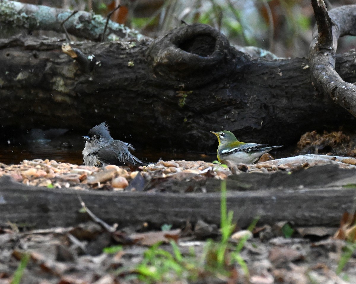 Parula Norteña - ML642835225