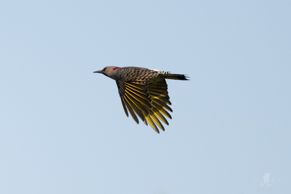 Carpintero Escapulario - ML642835232