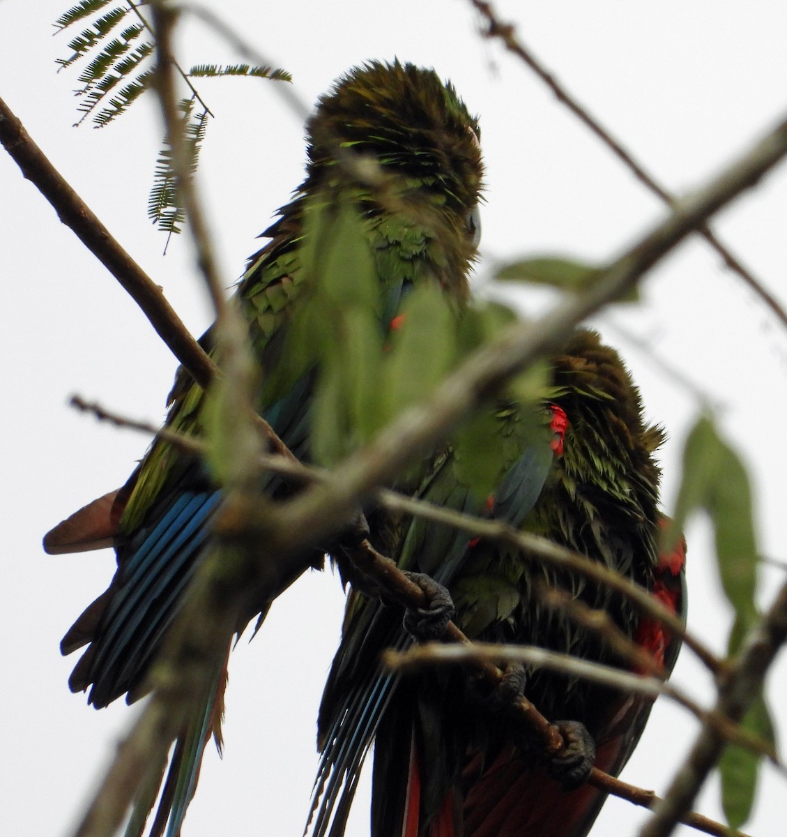 Guacamayo Severo - ML642835234