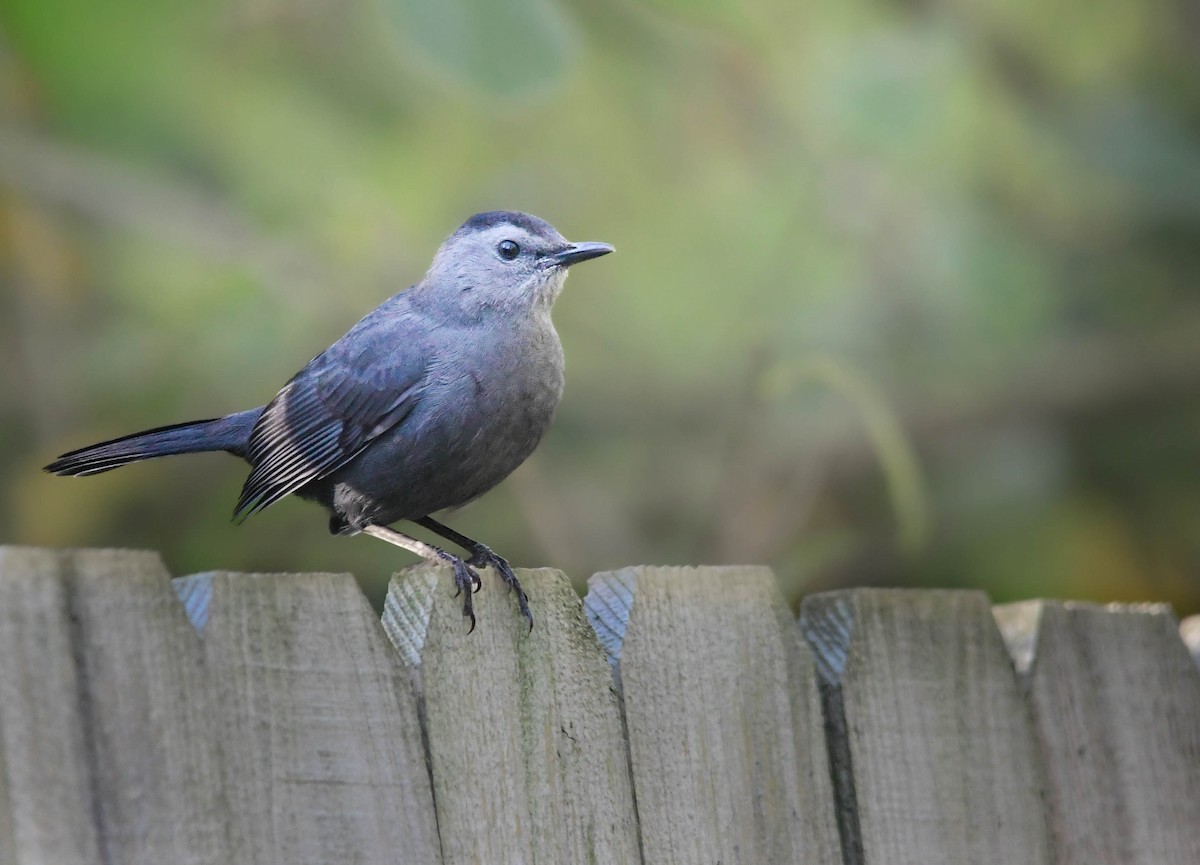 Pájaro Gato Gris - ML642835235
