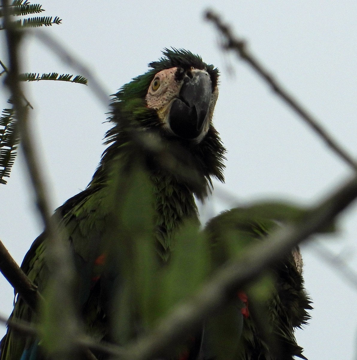Guacamayo Severo - ML642835246
