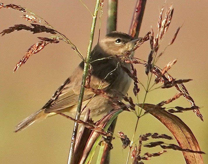 Reinita Palmera - ML642835247