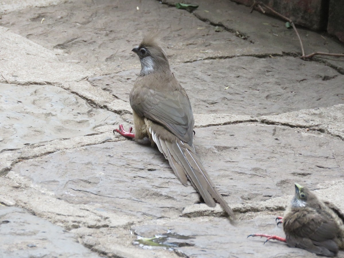 Pájaro Ratón Común - ML642835251