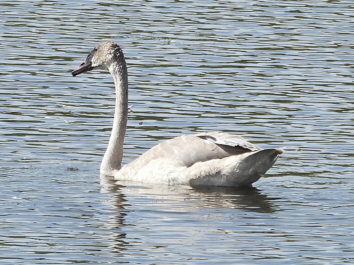 Trumpeter Swan - ML642835260