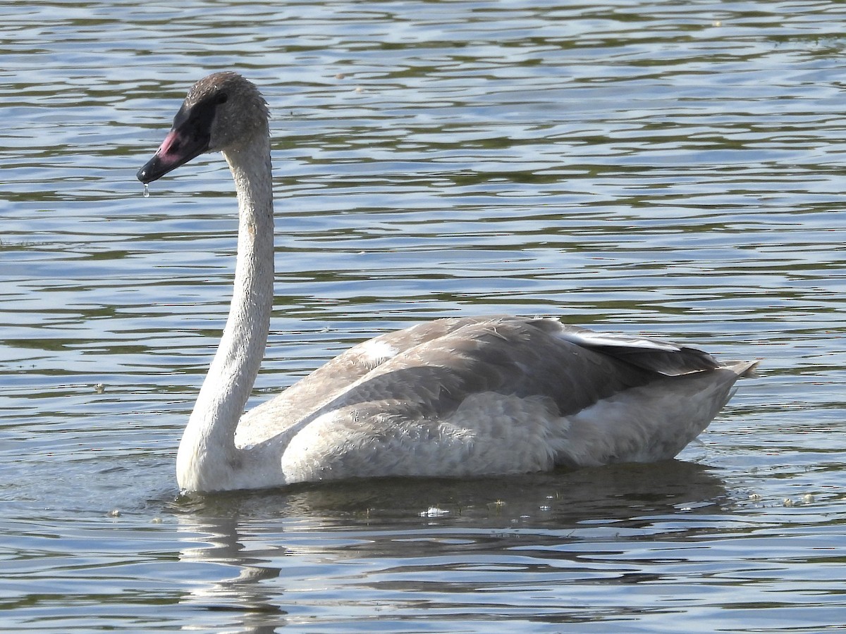 Trumpeter Swan - ML642835261