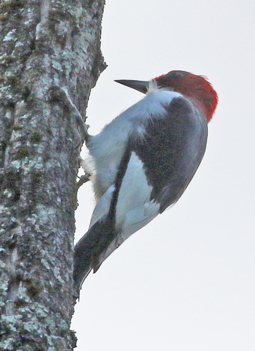 Red-headed Woodpecker - ML642835263