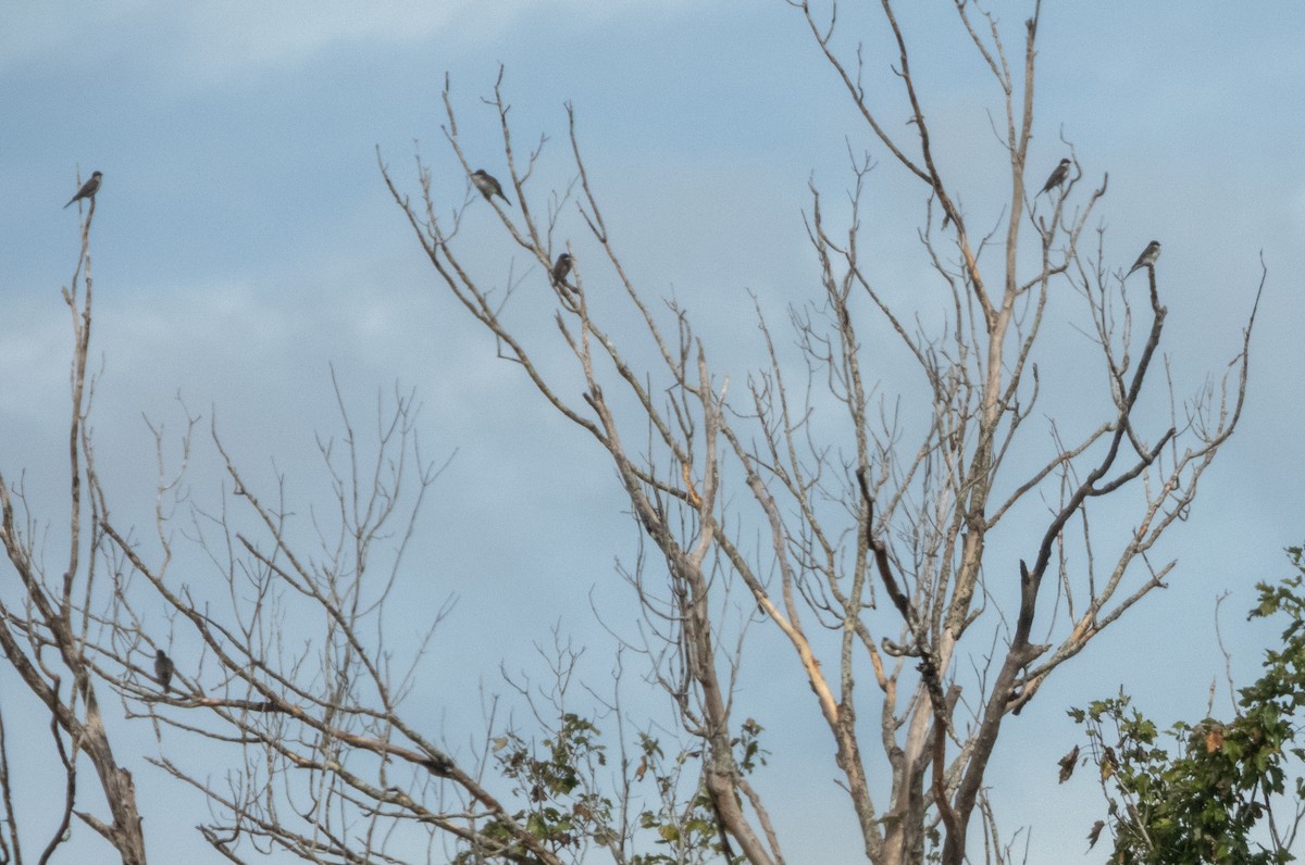 Eastern Kingbird - ML642835272