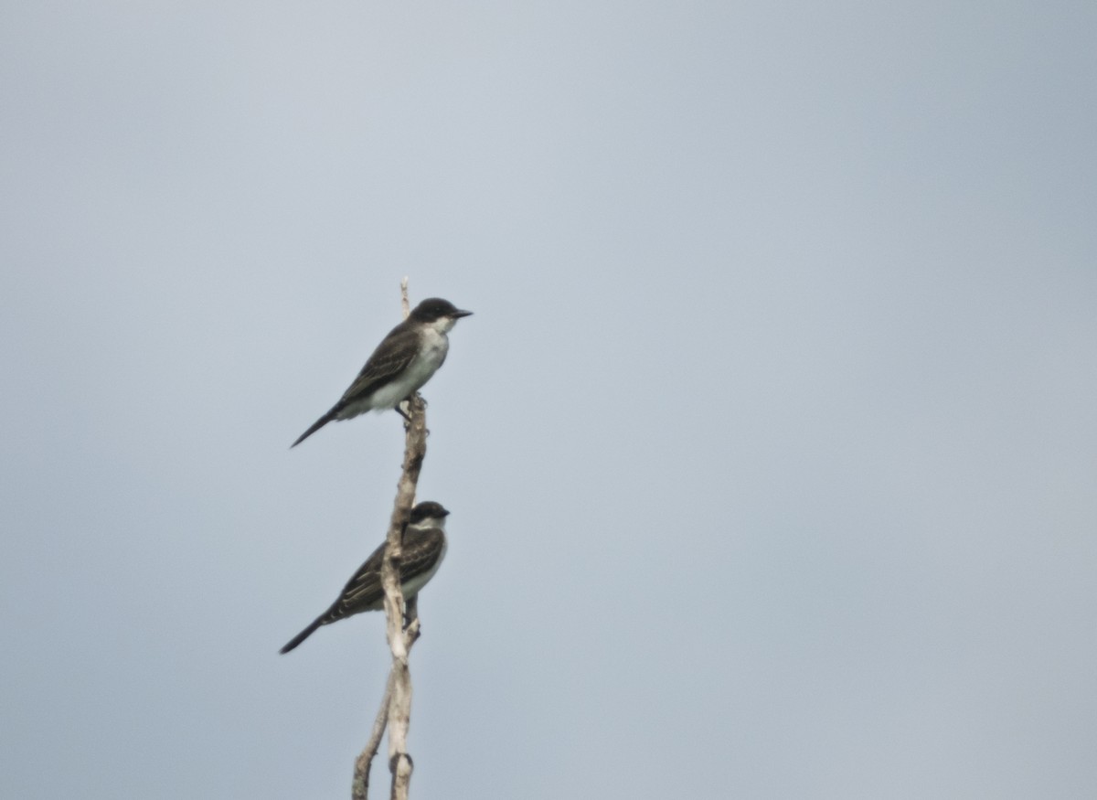 Eastern Kingbird - ML642835273