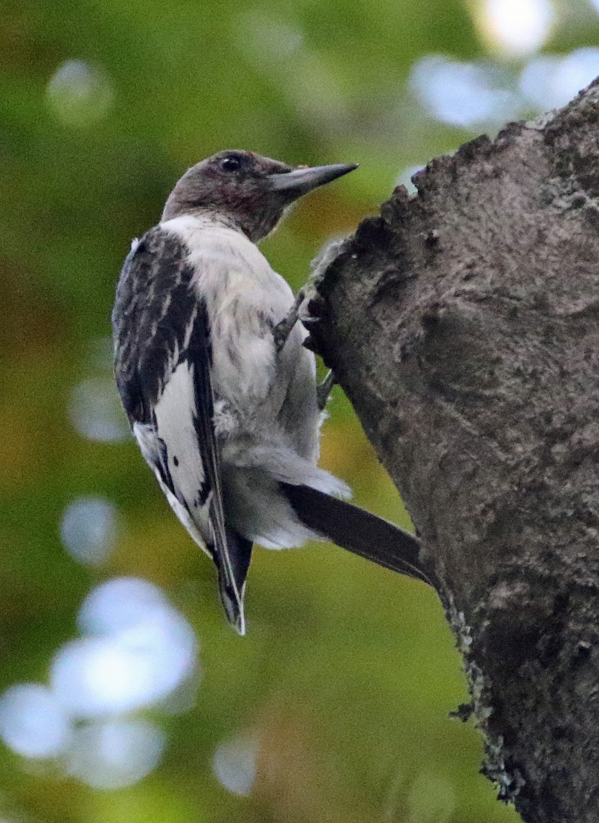 Red-headed Woodpecker - ML642835279