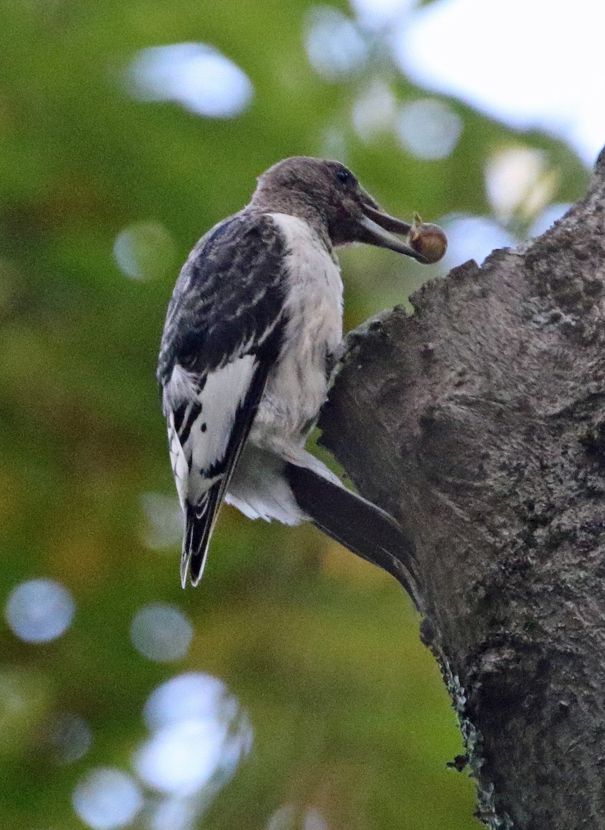 Red-headed Woodpecker - ML642835280