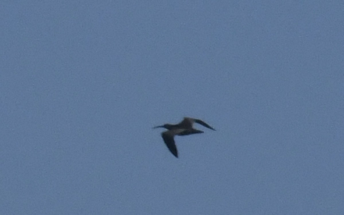 Whimbrel (Hudsonian) - ML642835287