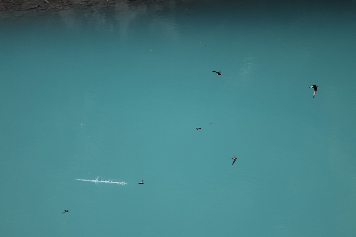 White-throated Needletail - ML642835292