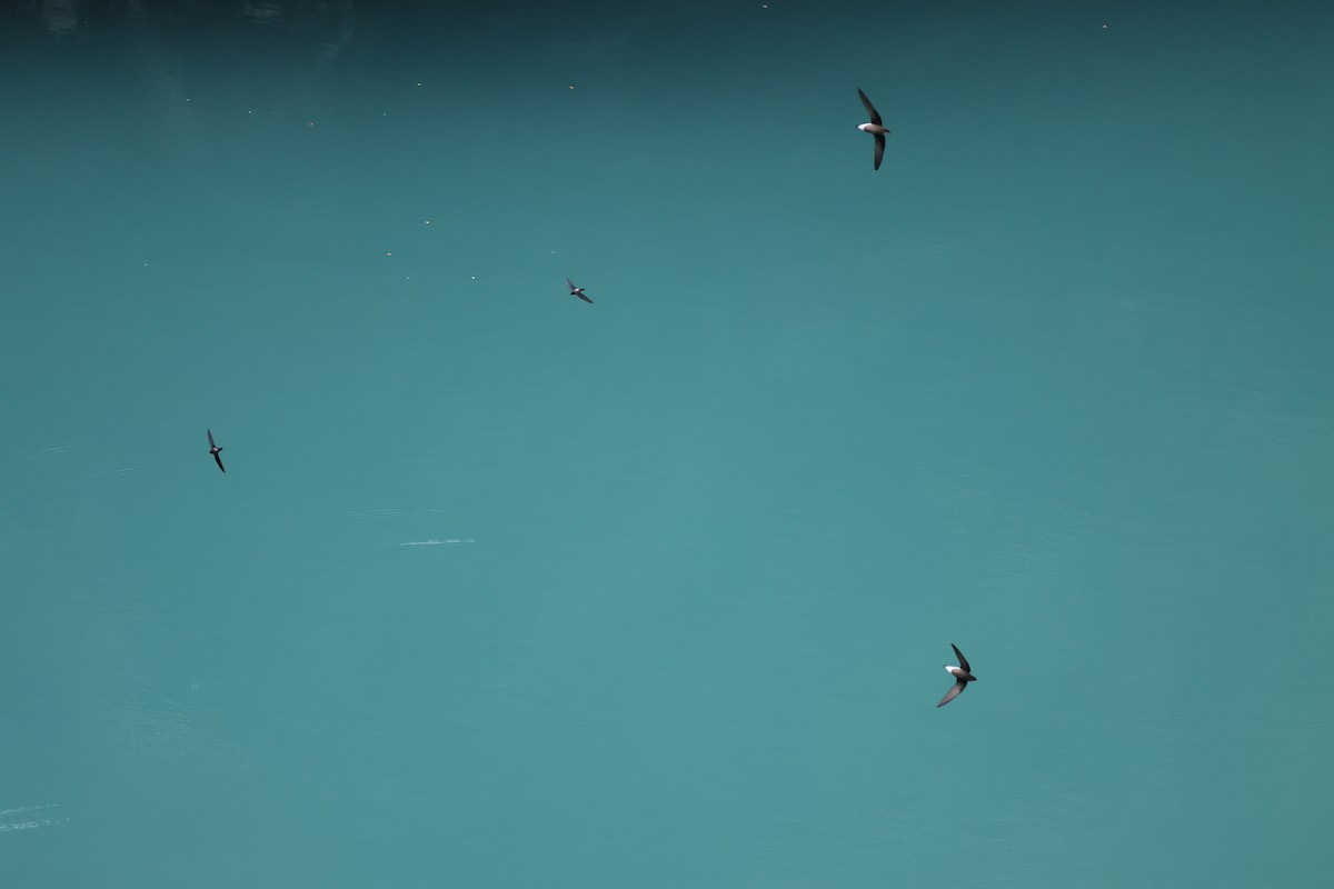 White-throated Needletail - ML642835293