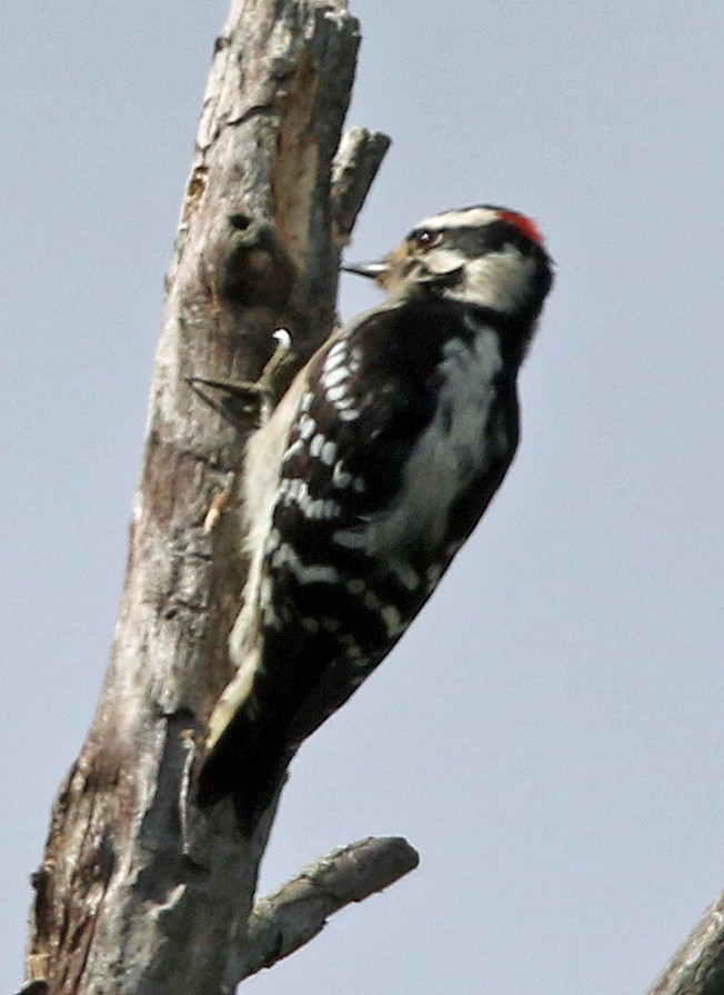Downy Woodpecker - ML642835294