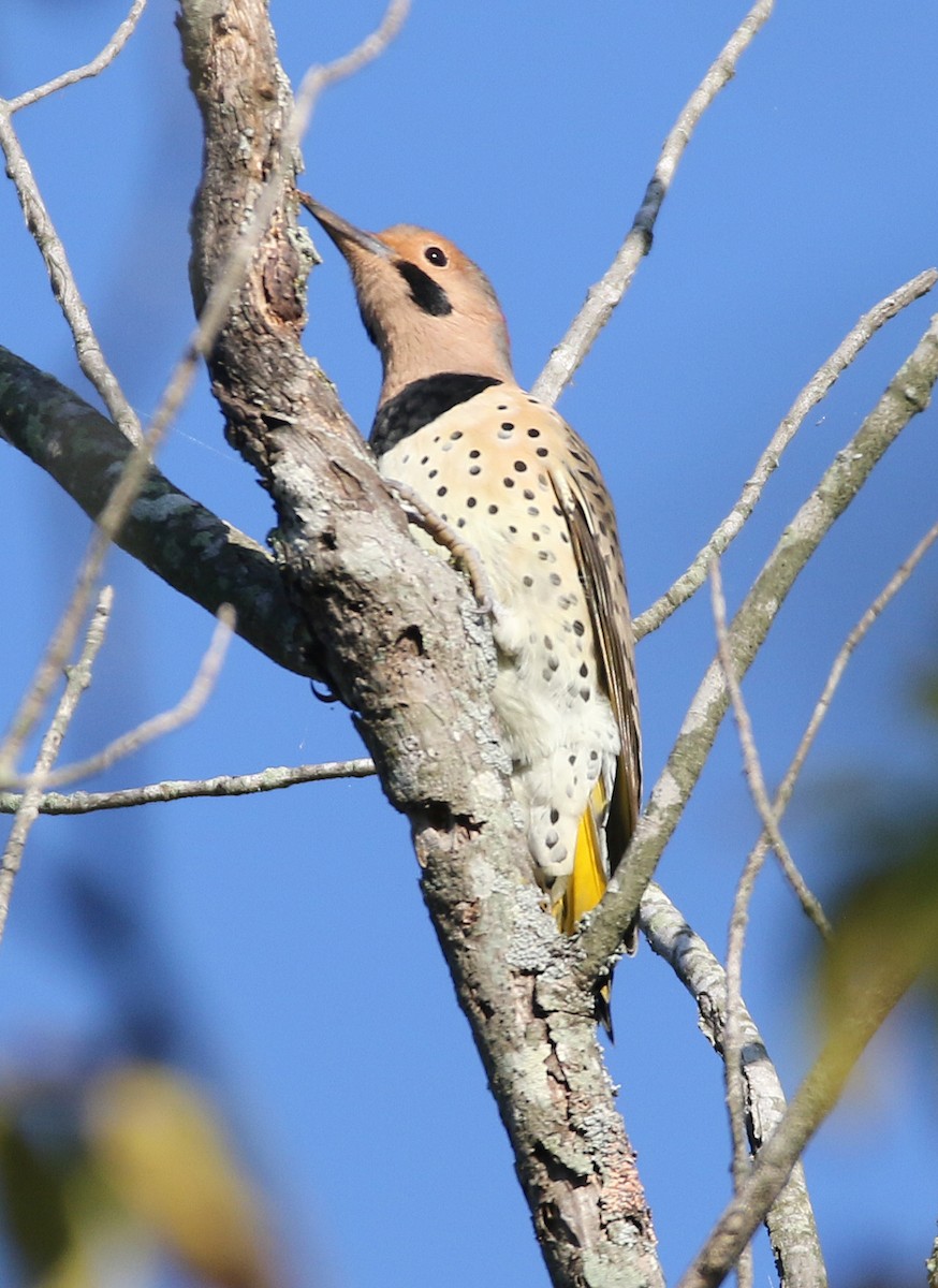Northern Flicker - ML642835301