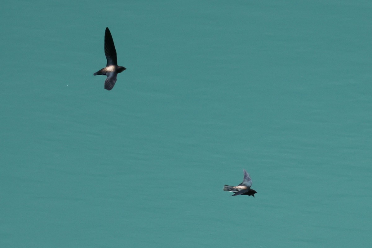 Silver-backed Needletail - ML642835306