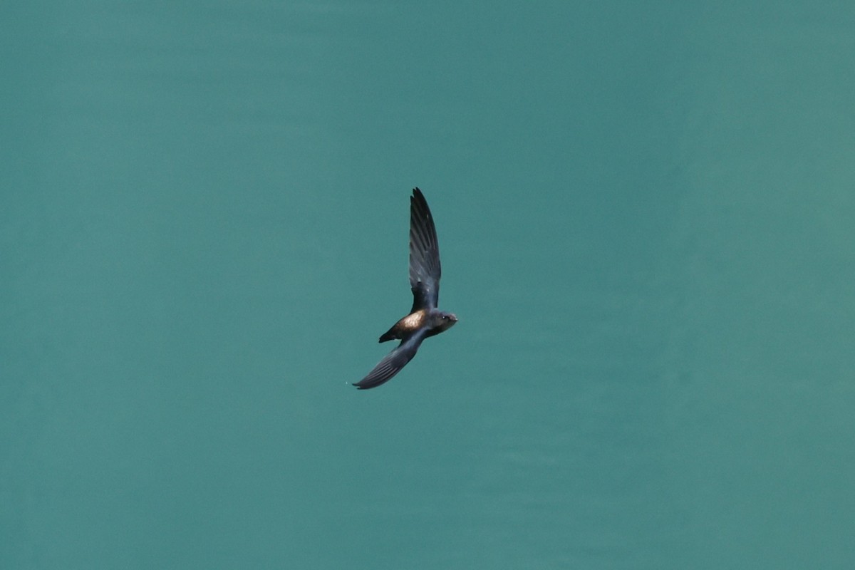 Silver-backed Needletail - ML642835307