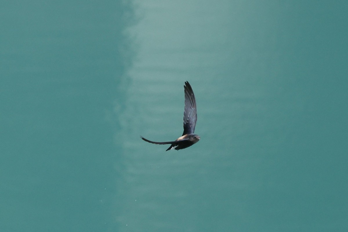 Silver-backed Needletail - ML642835308