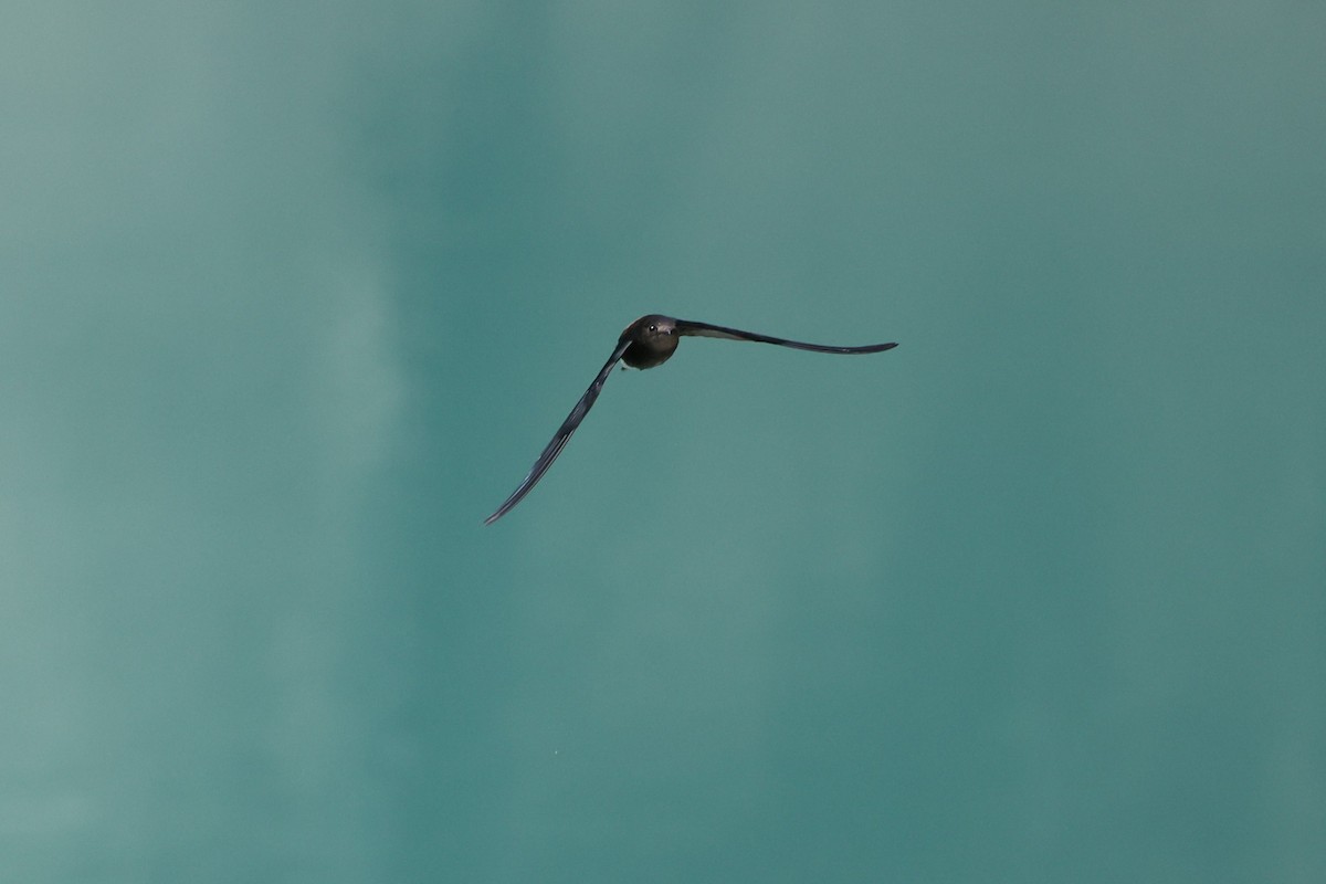 Silver-backed Needletail - ML642835309
