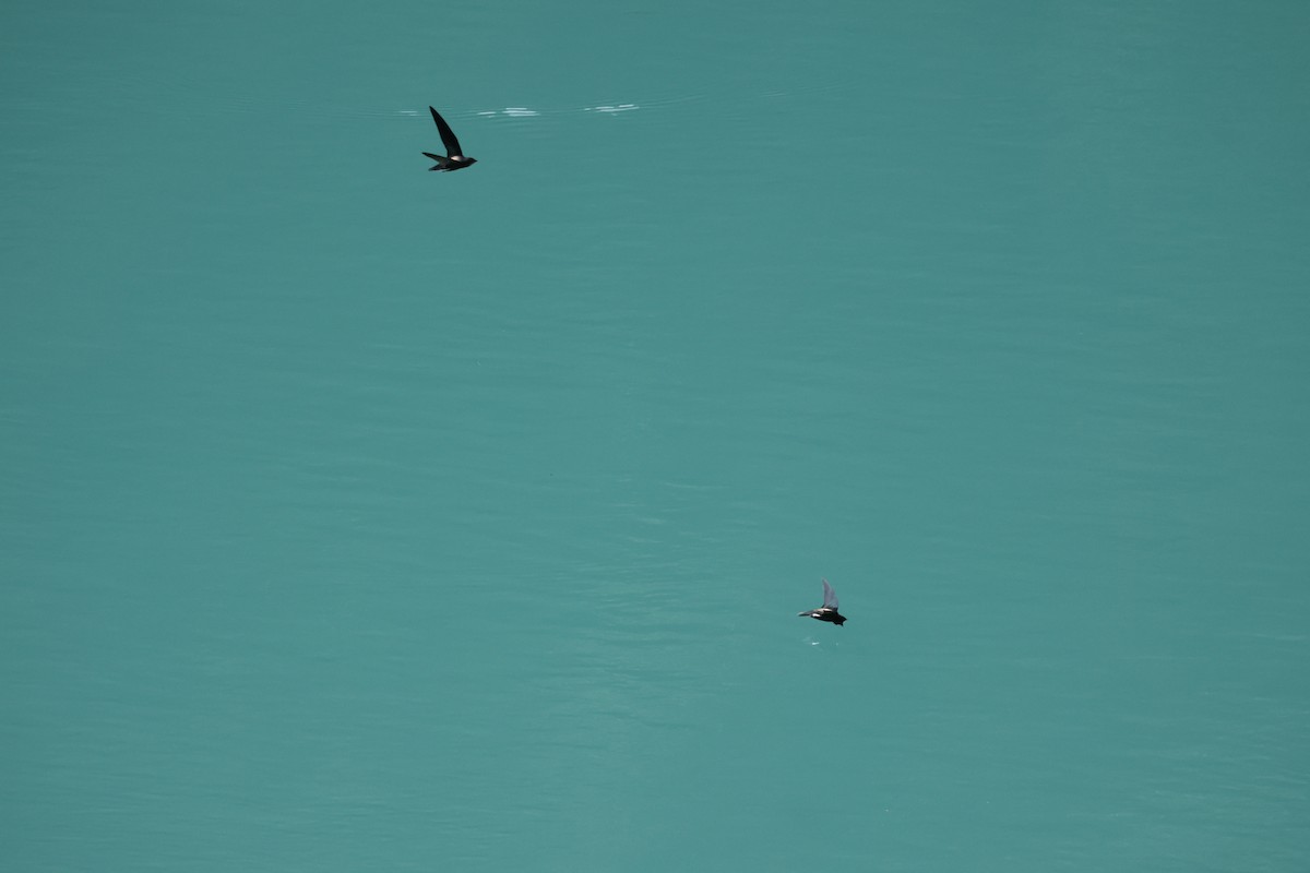 Silver-backed Needletail - ML642835313