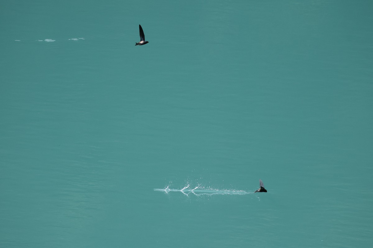 Silver-backed Needletail - ML642835315