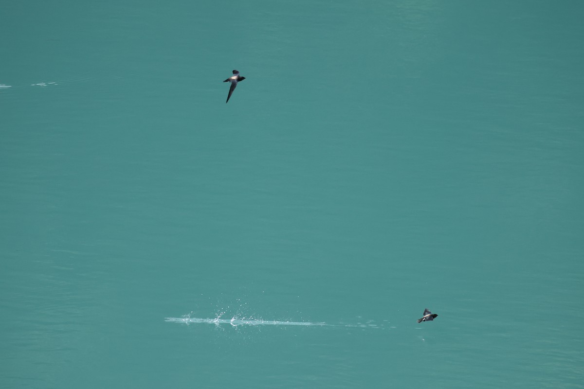 Silver-backed Needletail - ML642835316