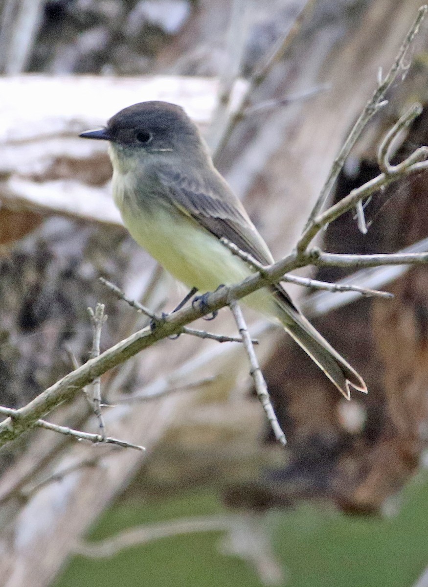 Eastern Phoebe - ML642835317
