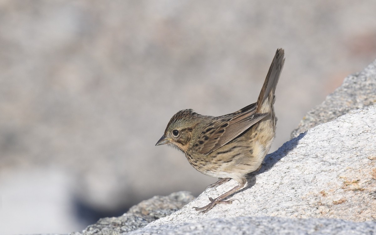 Lincoln's Sparrow - ML642835330