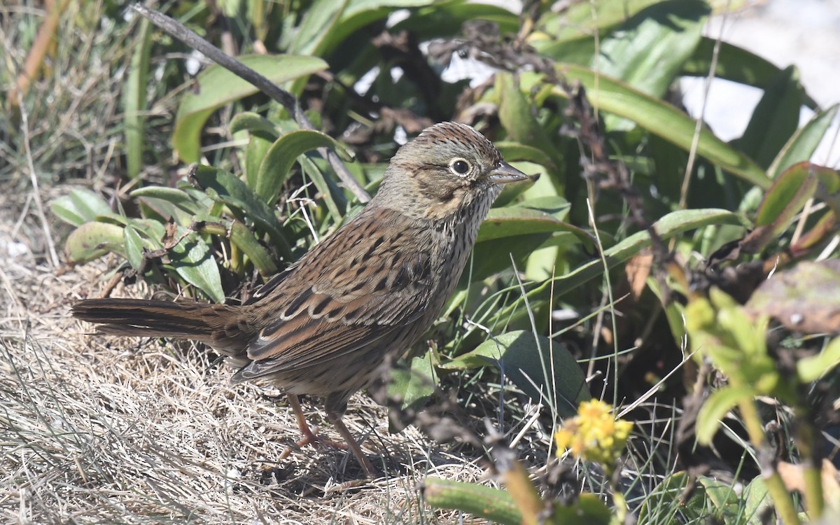 Lincoln's Sparrow - ML642835332