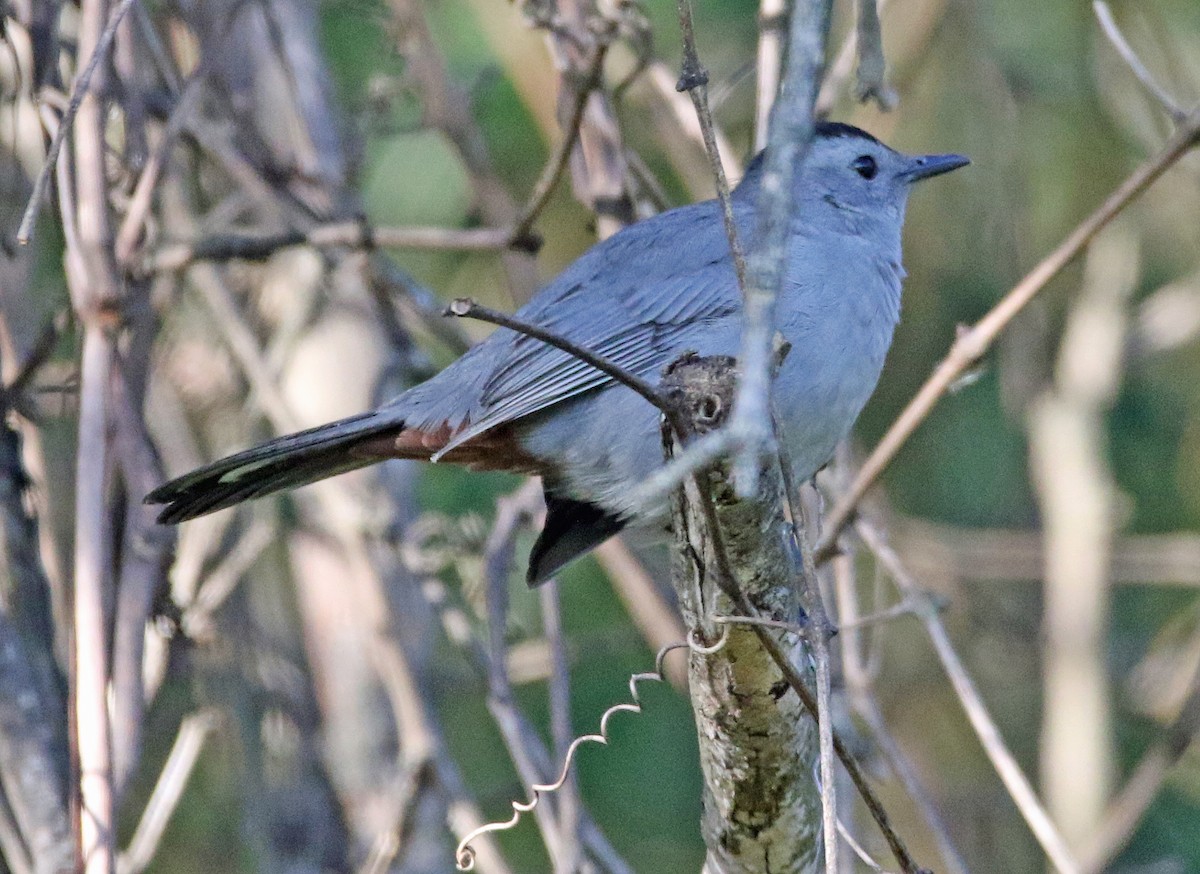 Gray Catbird - ML642835343