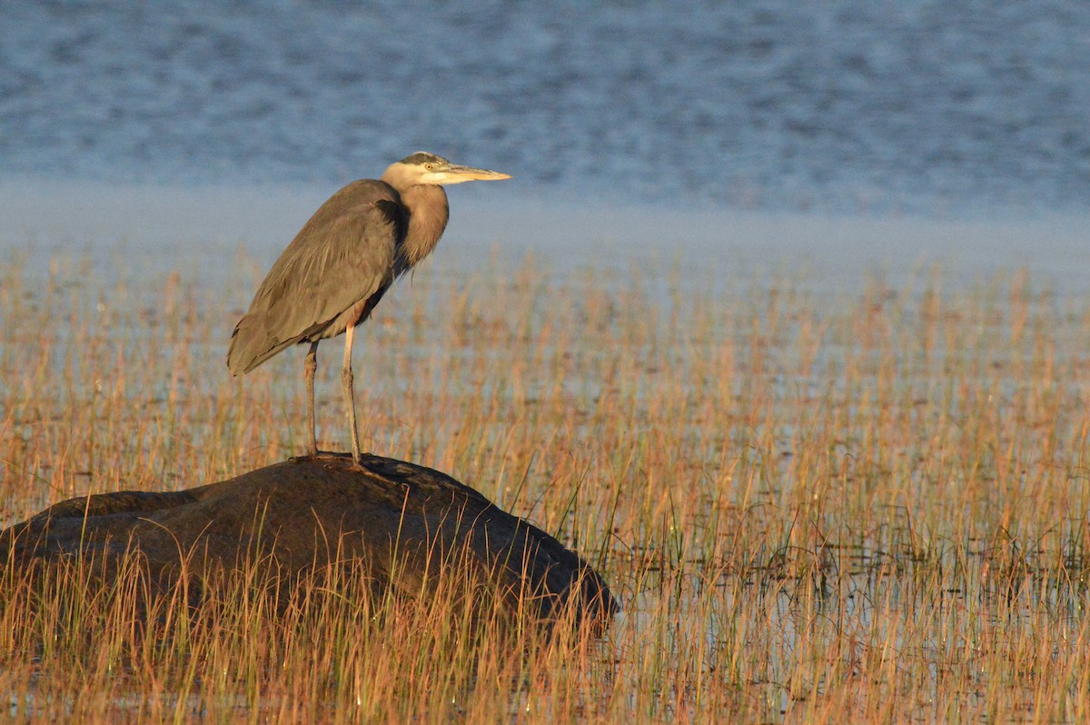 Garza Azulada - ML642835345