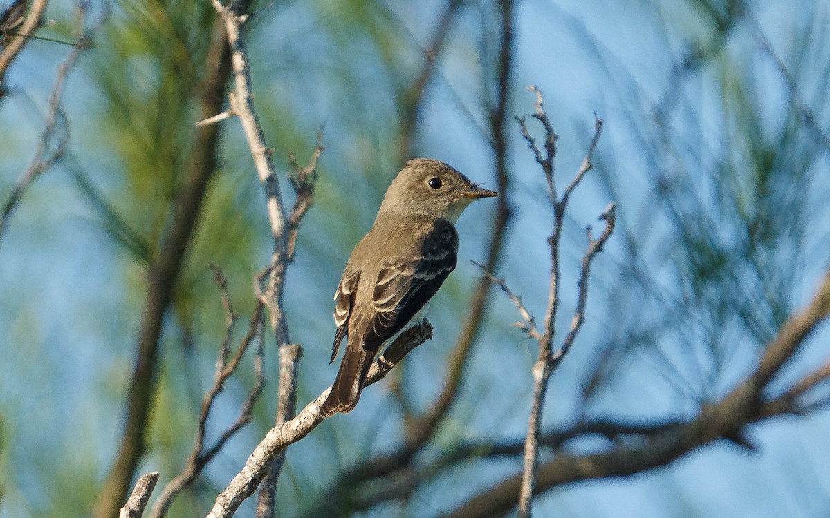 Eastern Wood-Pewee - ML642835346