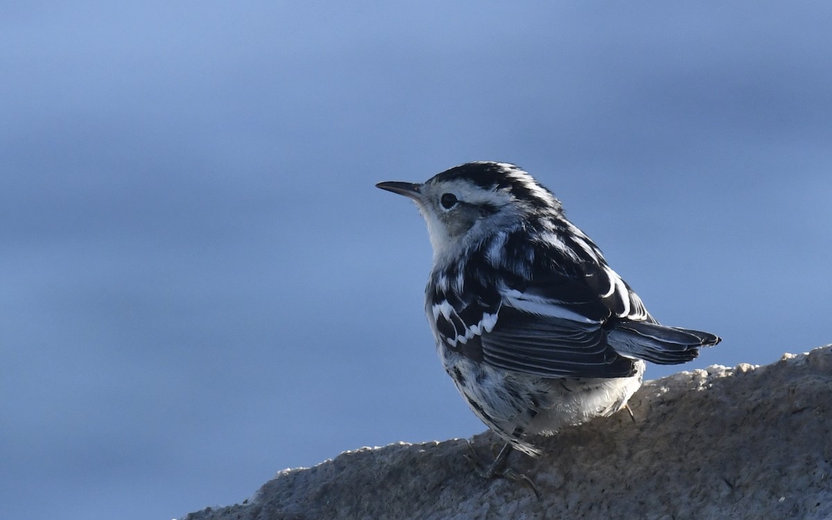 Black-and-white Warbler - ML642835347