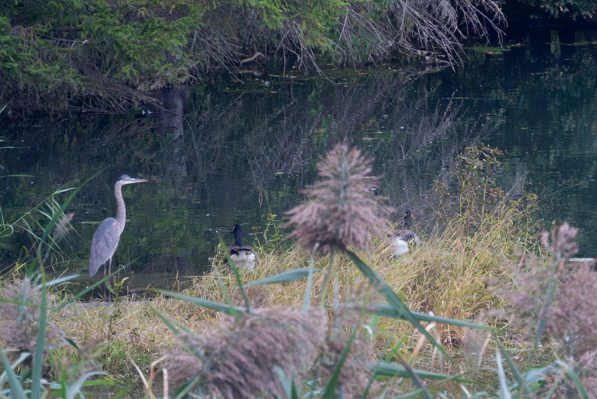 Garza Azulada - ML642835367