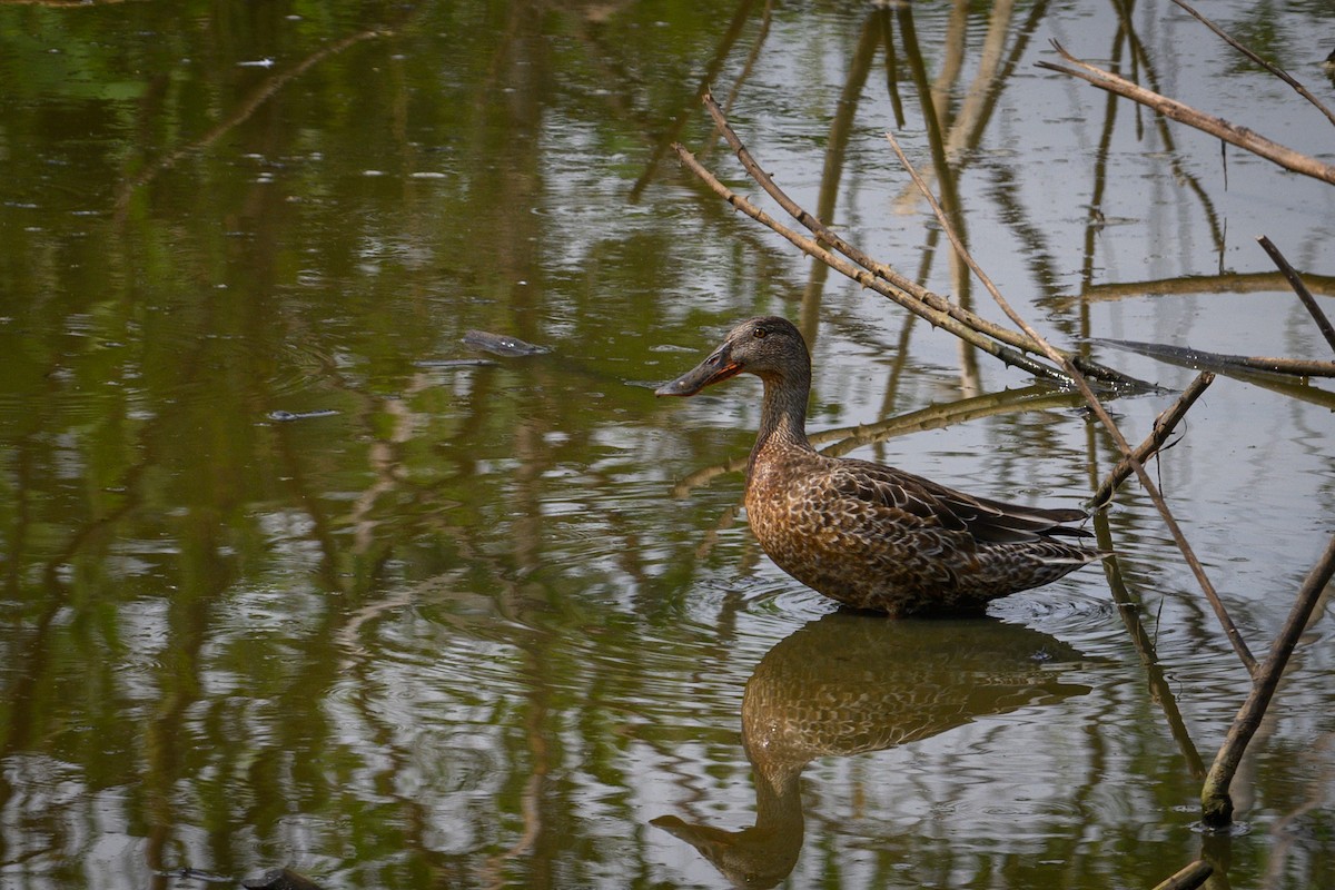 Широконоска - ML642835372