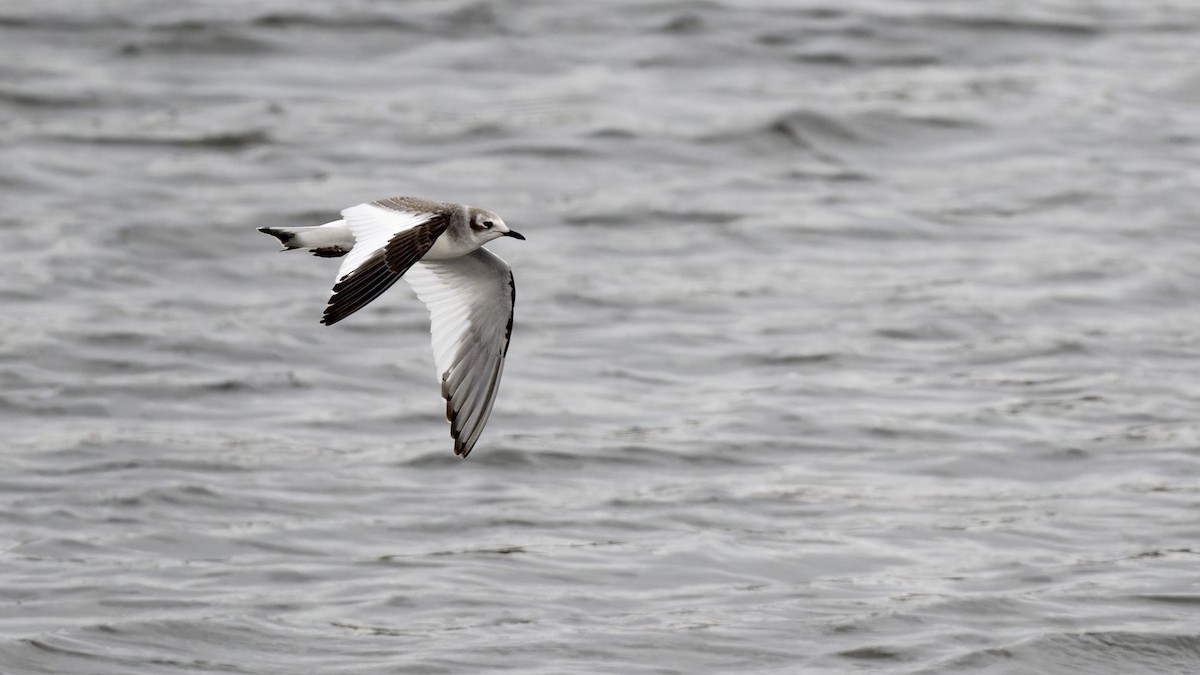 Gaviota de Sabine - ML642835376
