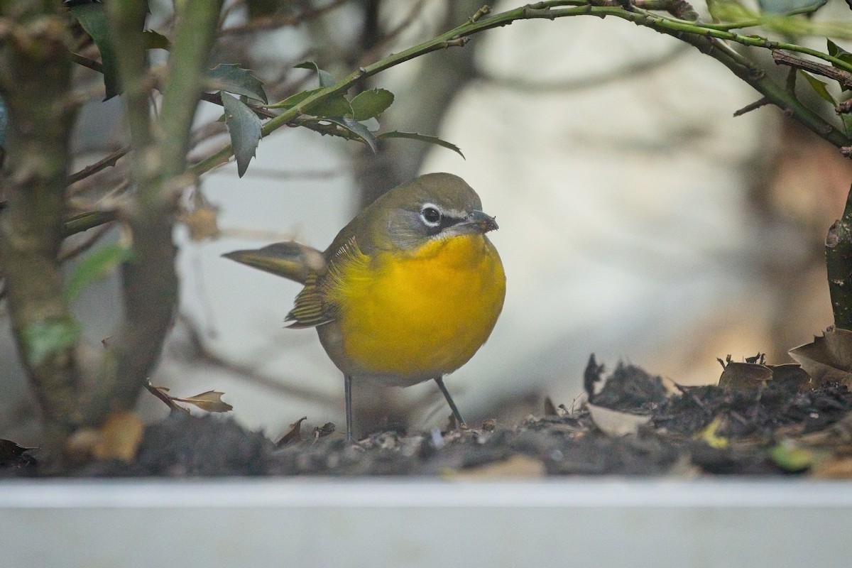 Yellow-breasted Chat - ML642835379