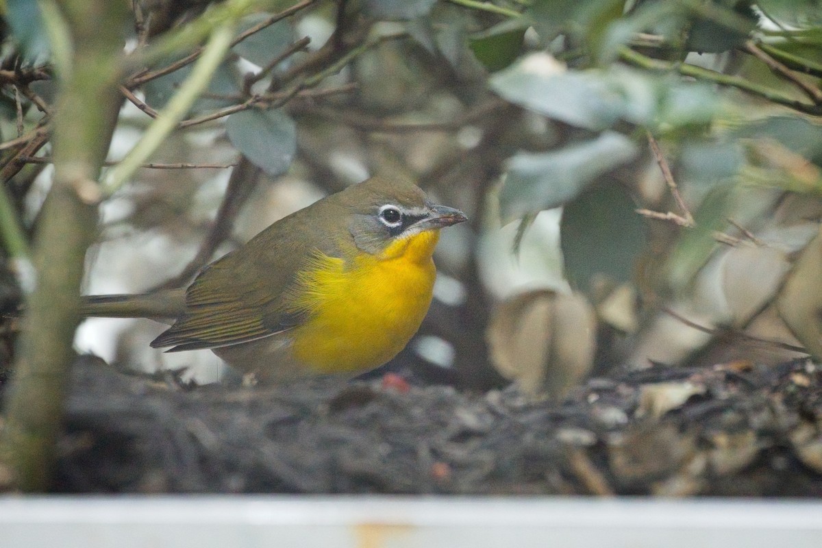 Yellow-breasted Chat - ML642835380