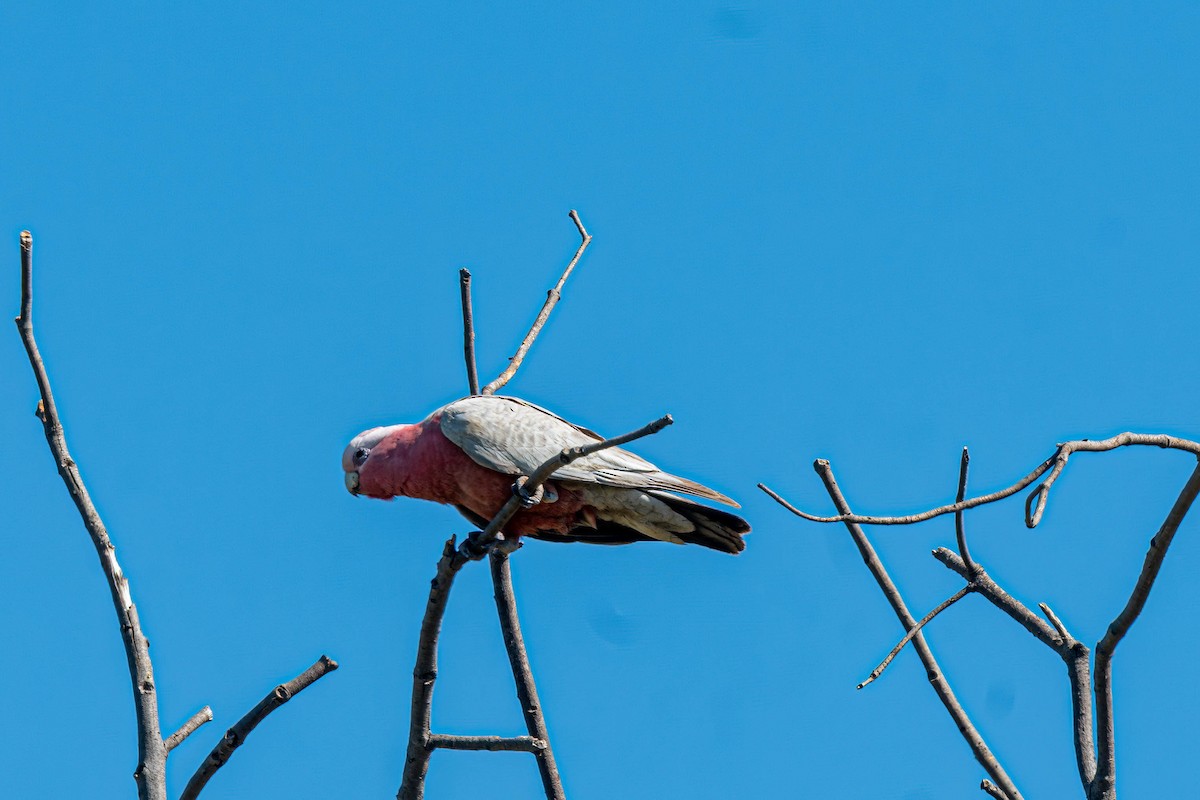 Cacatúa Galah - ML642835393