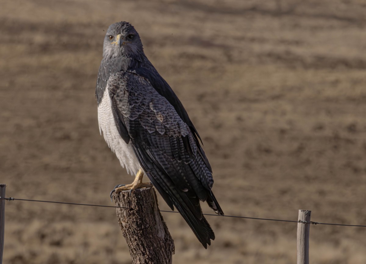 Black-chested Buzzard-Eagle - ML642835404