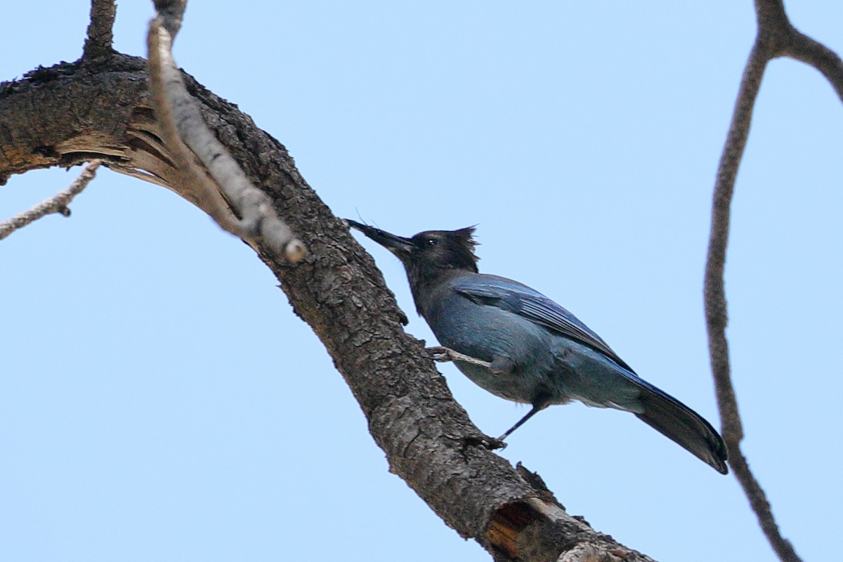 Steller's Jay - ML642835420