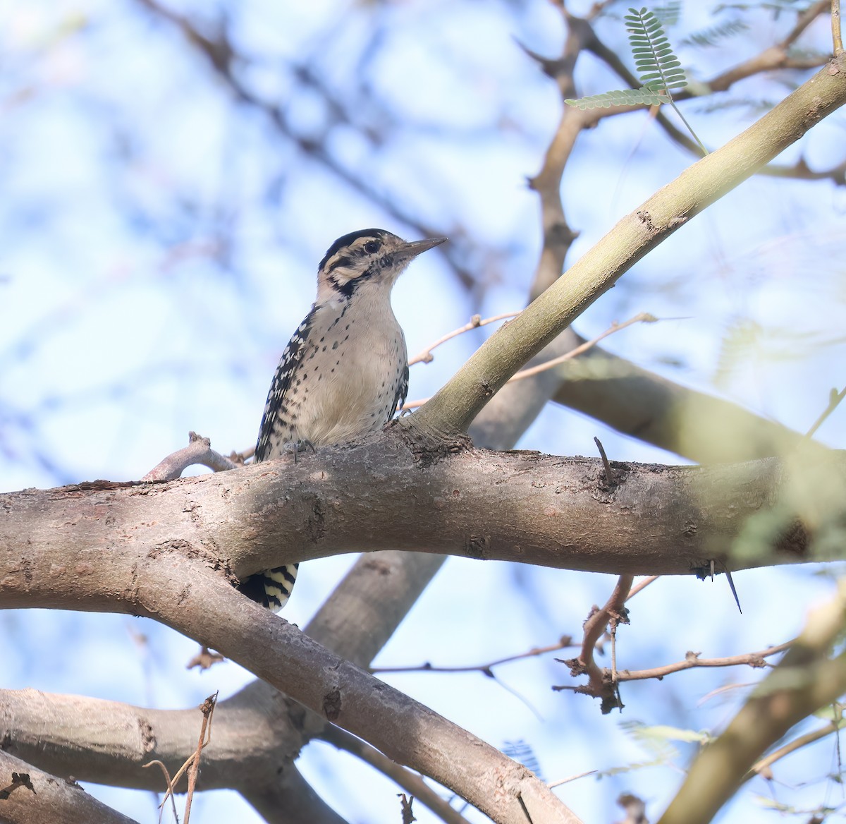 Ladder-backed Woodpecker - ML642835423