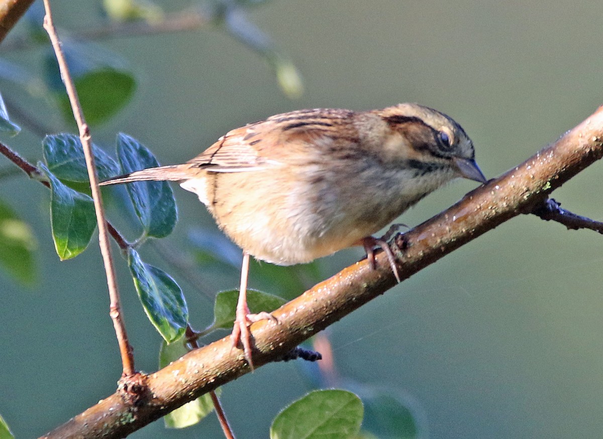 Swamp Sparrow - ML642835425
