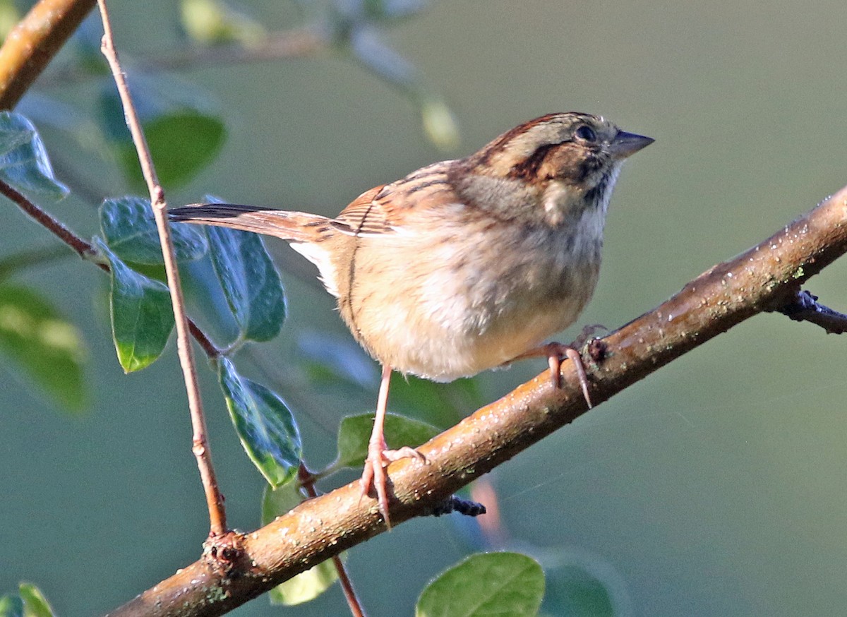 Swamp Sparrow - ML642835426