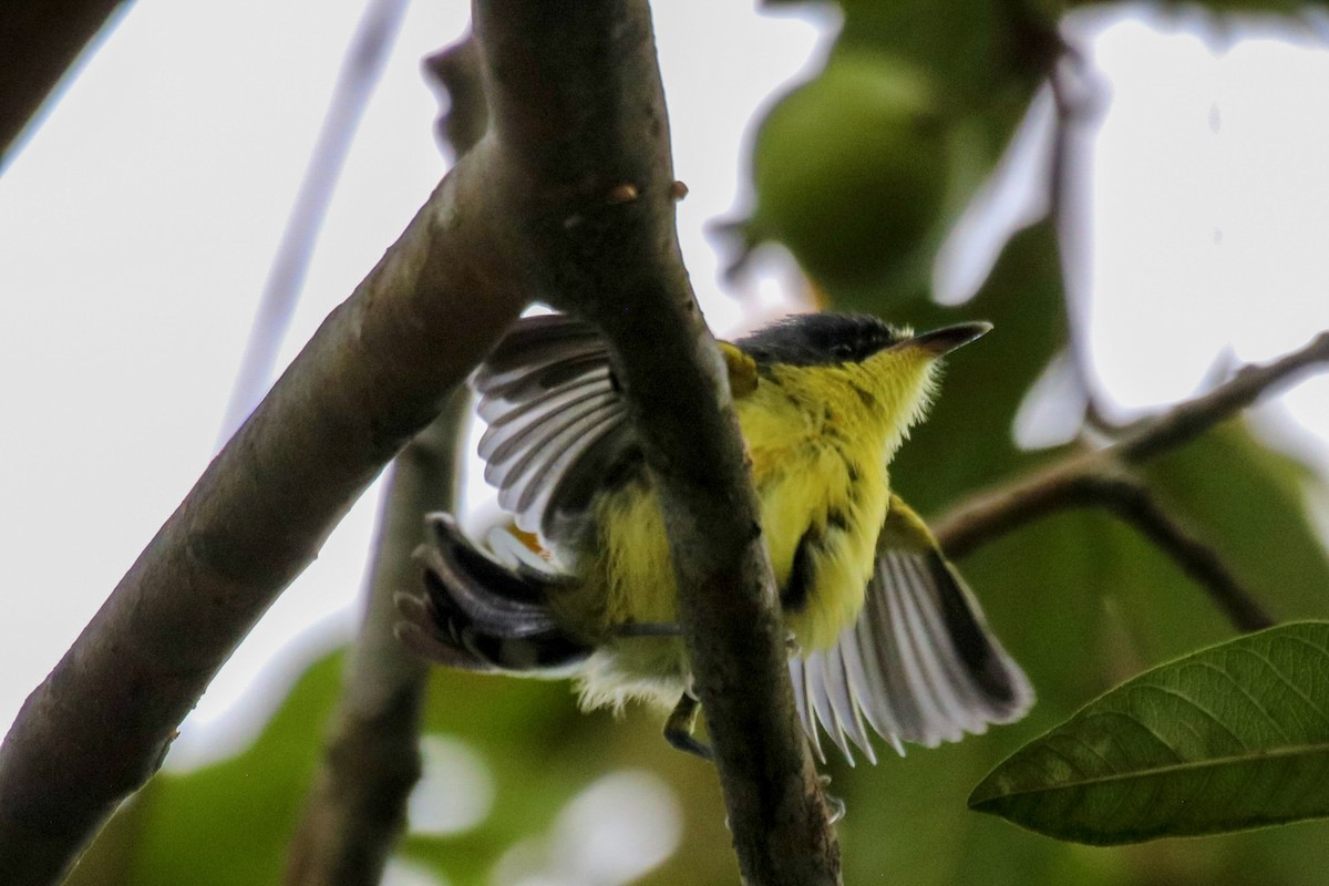 Common Tody-Flycatcher - ML642835427