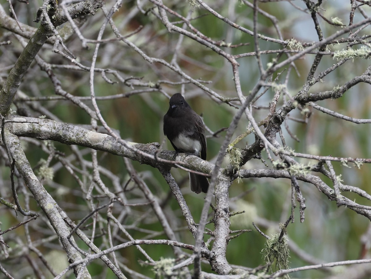 Black Phoebe - ML642835428